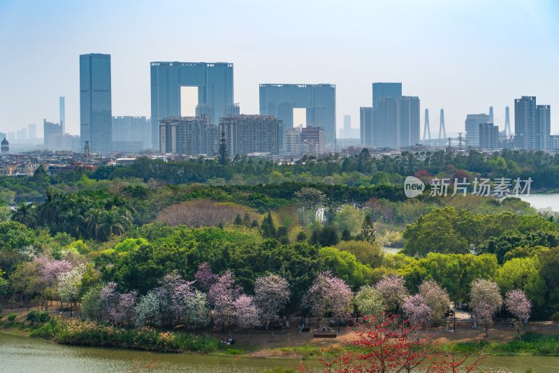 广州海珠湖春日：紫荆花木棉花与广州之窗