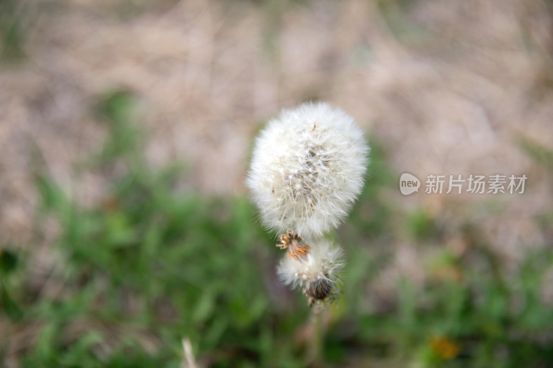 户外草地上生长的蒲公英特写