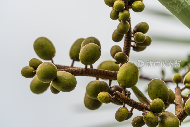 树枝上挂着的一串绿色棕榈果果实