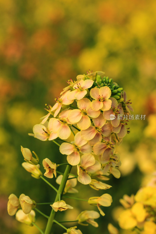 春天多彩的油菜花盛开