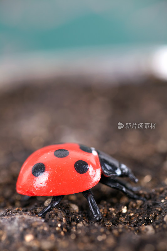 土壤上的七星瓢虫