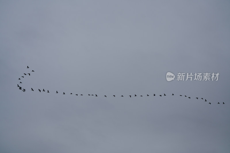 天空中一群鸟儿列队飞行的景象