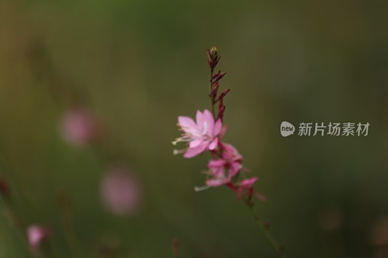 千鸟花系列