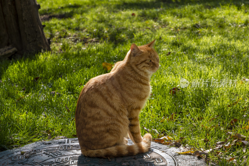 庭院草地逆光中的一只橘猫