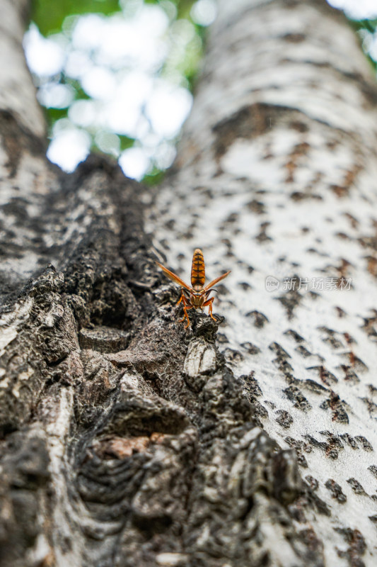 黄蜂在树干上休息