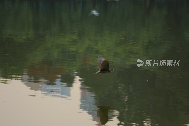 水面飞鸟倒影景象