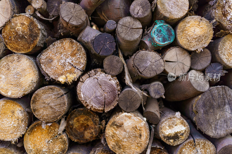 多个树木横截面