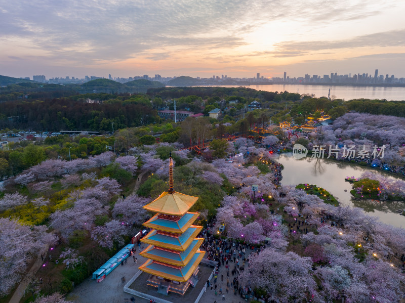 武汉东湖磨山樱花园夜景风光