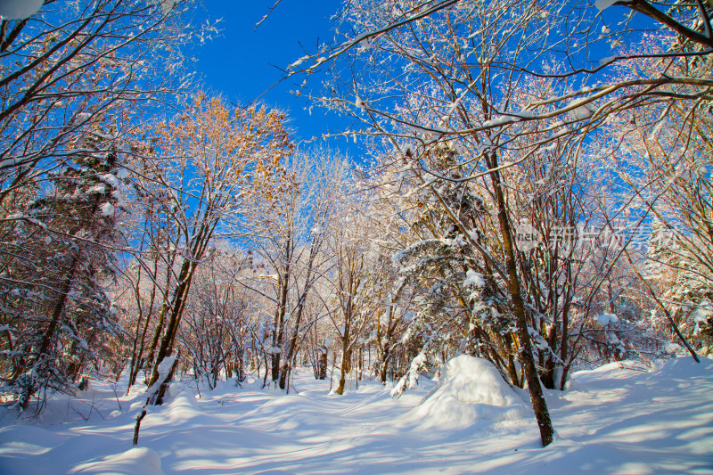 黑龙江 双峰林场 雪乡