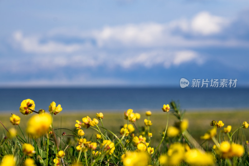 新疆赛里木湖雪山湖泊草原花丛绝美风光