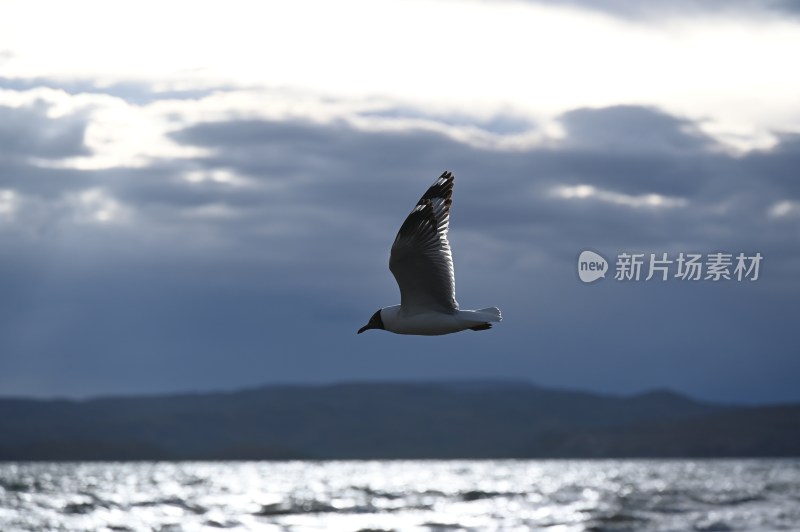 纳木错孤独飞翔的海鸥