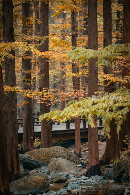 北京植物园樱桃沟水杉栈道