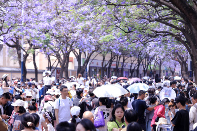 蓝花楹 教场中路蓝花楹绽放