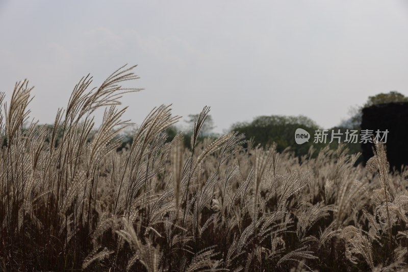 良渚古城遗址公园池中寺粮仓的芦苇荡