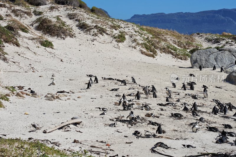 南非博尔德斯海滩Boulders Beach，非洲企鹅