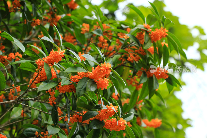 丹桂花枝背景实拍素材