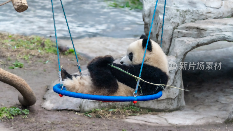 动物园大熊猫