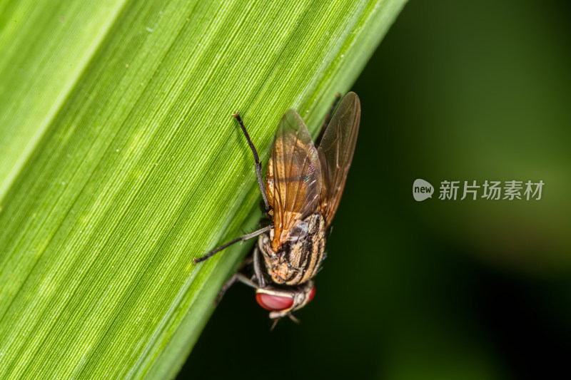 绿叶上的苍蝇