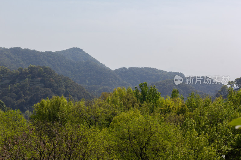 杭州杨梅岭绿意盎然的梯田式茶园