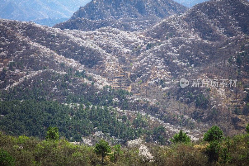 中国北方山区漫山遍野山桃花