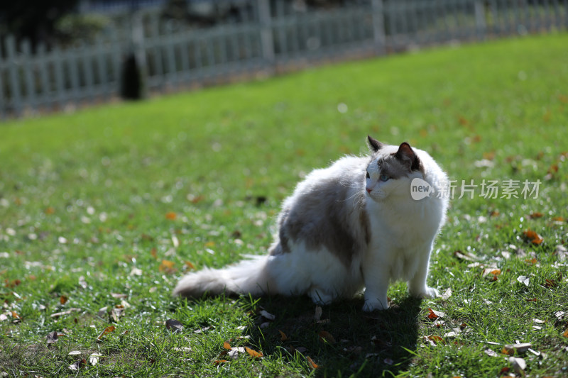 坐在草地上的猫