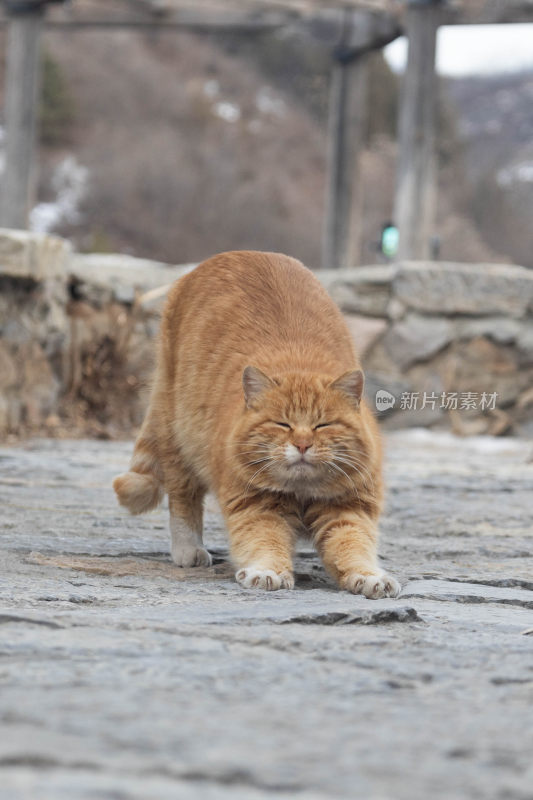 伸懒腰的猫