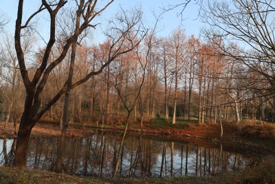 冬春时节的树林边静谧湖水景色