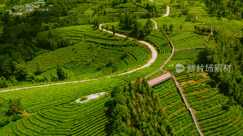 航拍绿色茶园与蜿蜒道路