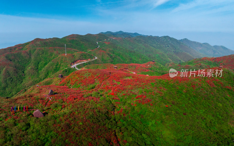 长沙市浏阳大围山杜鹃花海风光