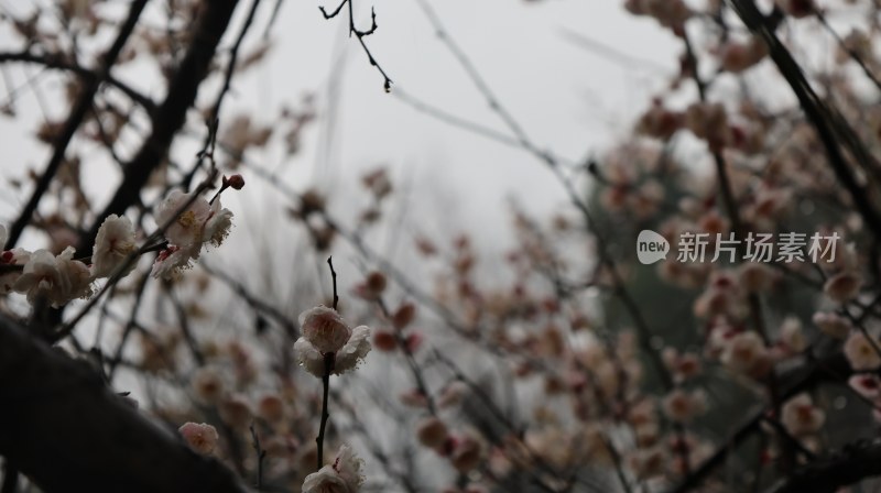 春日朦胧氛围下的梅花盛开景象