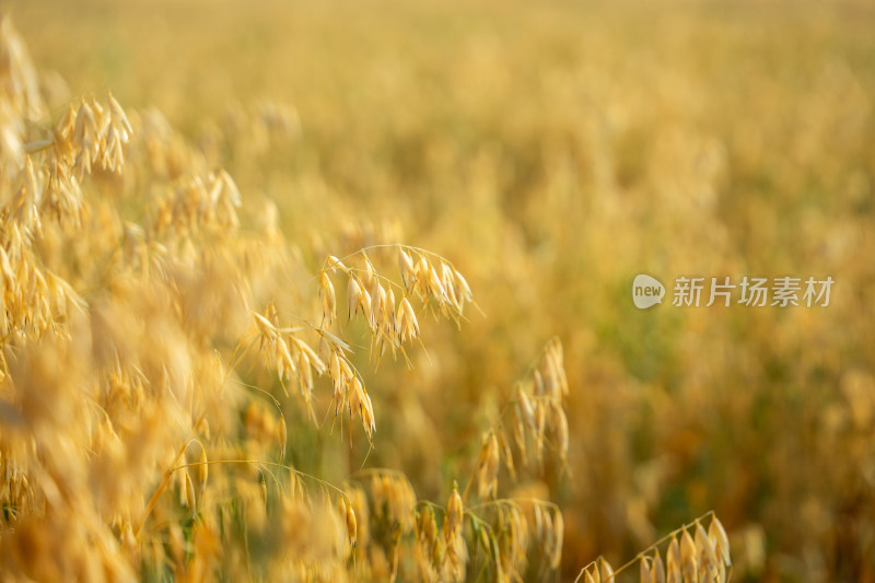 麦田里生长成熟了的小麦