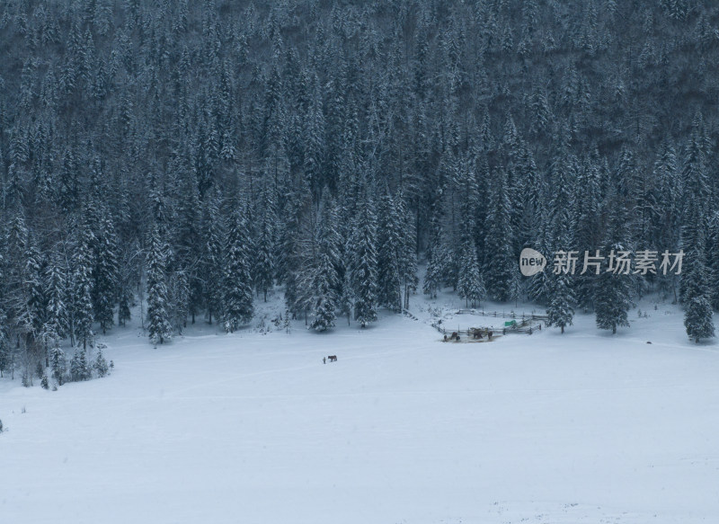 航拍新疆喀纳斯牧民牵马走在雪地上