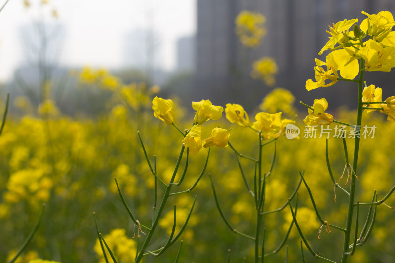 美丽的黄色油菜花田近景特写