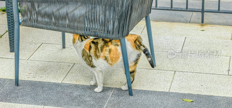 流浪三花猫