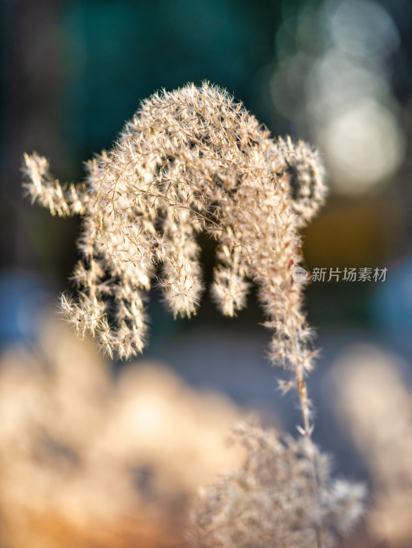 秋冬季节的芦苇特写