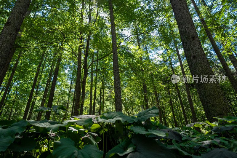 伏牛山森林大自然绿意盎然