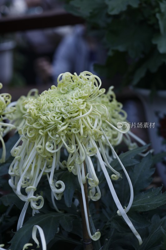 黄色菊花 丝状菊花 金丝菊花 