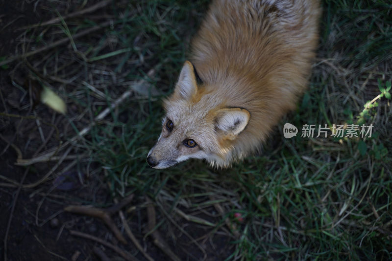 动物园里的狐狸