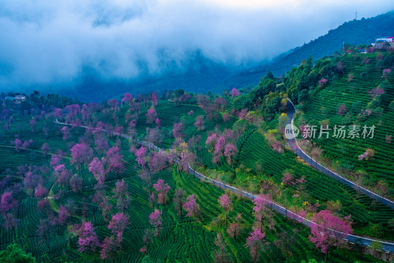 云南无量山茶园樱花树