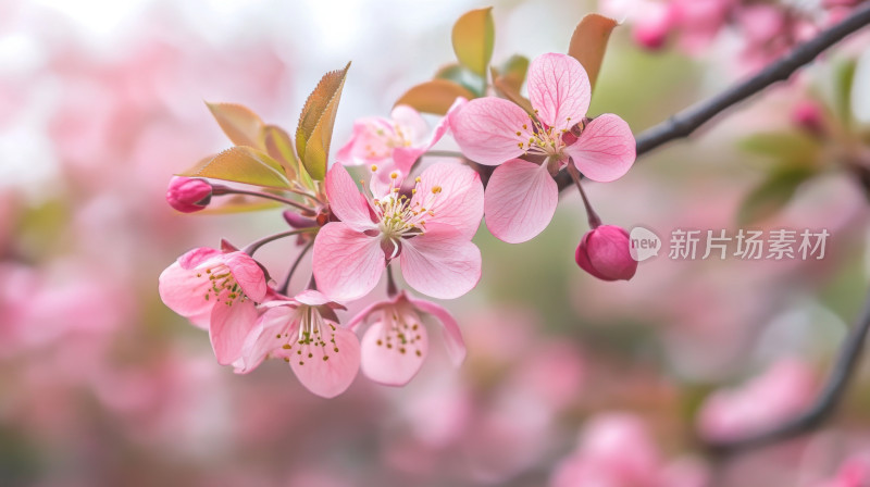 立春粉嫩桃花特写壁纸背景图