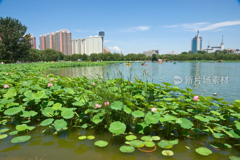 北京莲花池公园风光