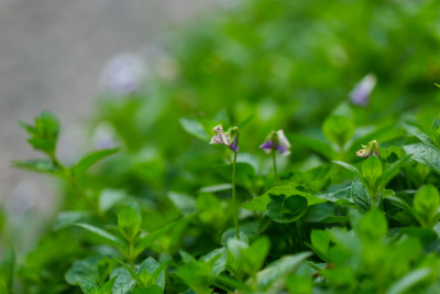 小区园林绿化植物