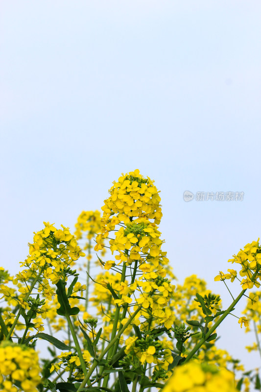 春天油菜花盛开