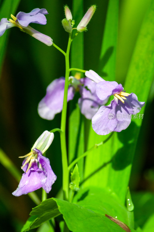 小小的野花