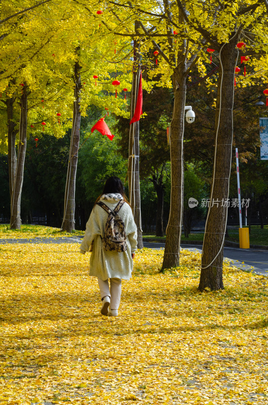 洛阳白云山风景区，女孩走在银杏树秋色中