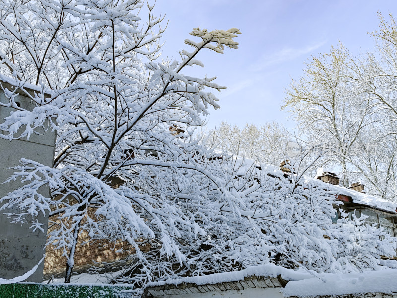 暴雪天银装素裹的树