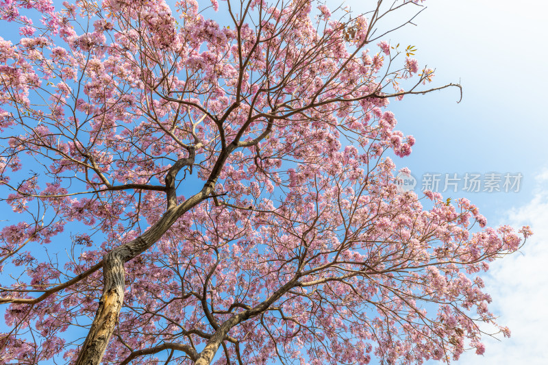 紫花风铃木