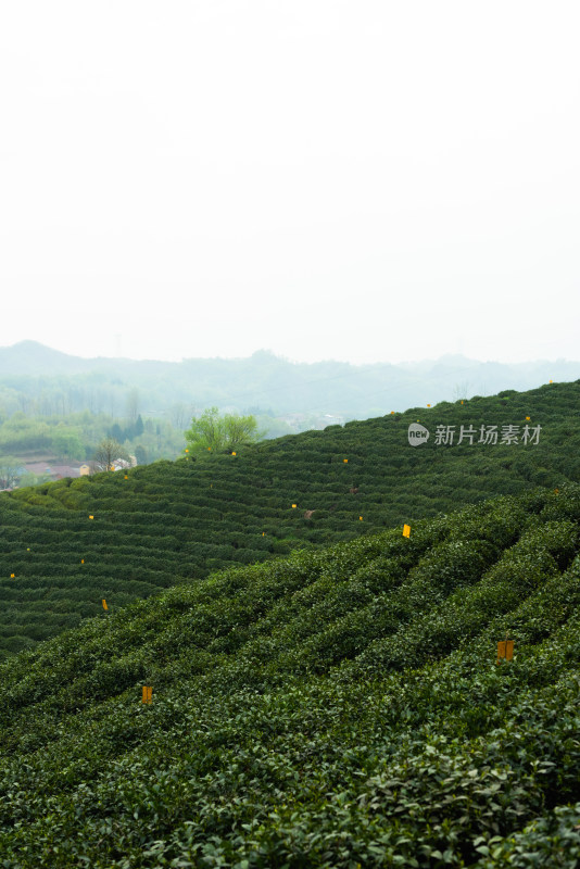 湖北省谷城县五山镇山茶茶园风景