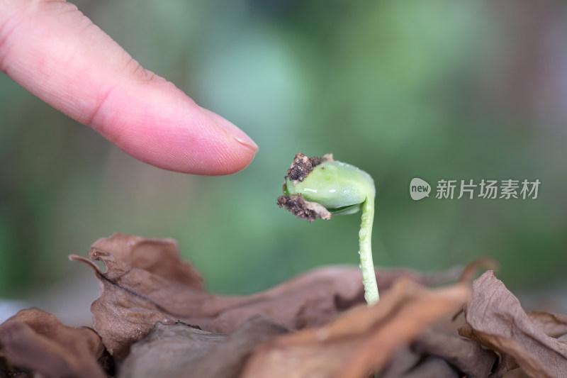 手指指着枯叶里的嫩芽