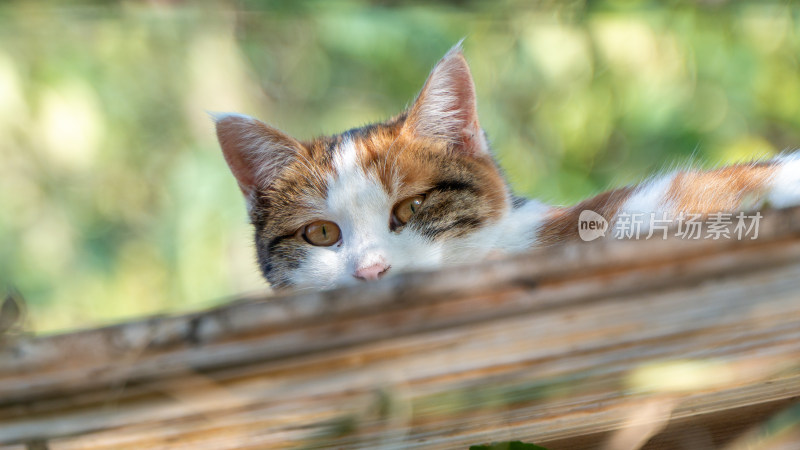 暖阳下的慵懒猫咪